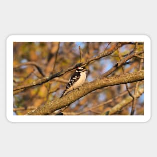 Male Downy Woodpecker Perched In A Tree Sticker